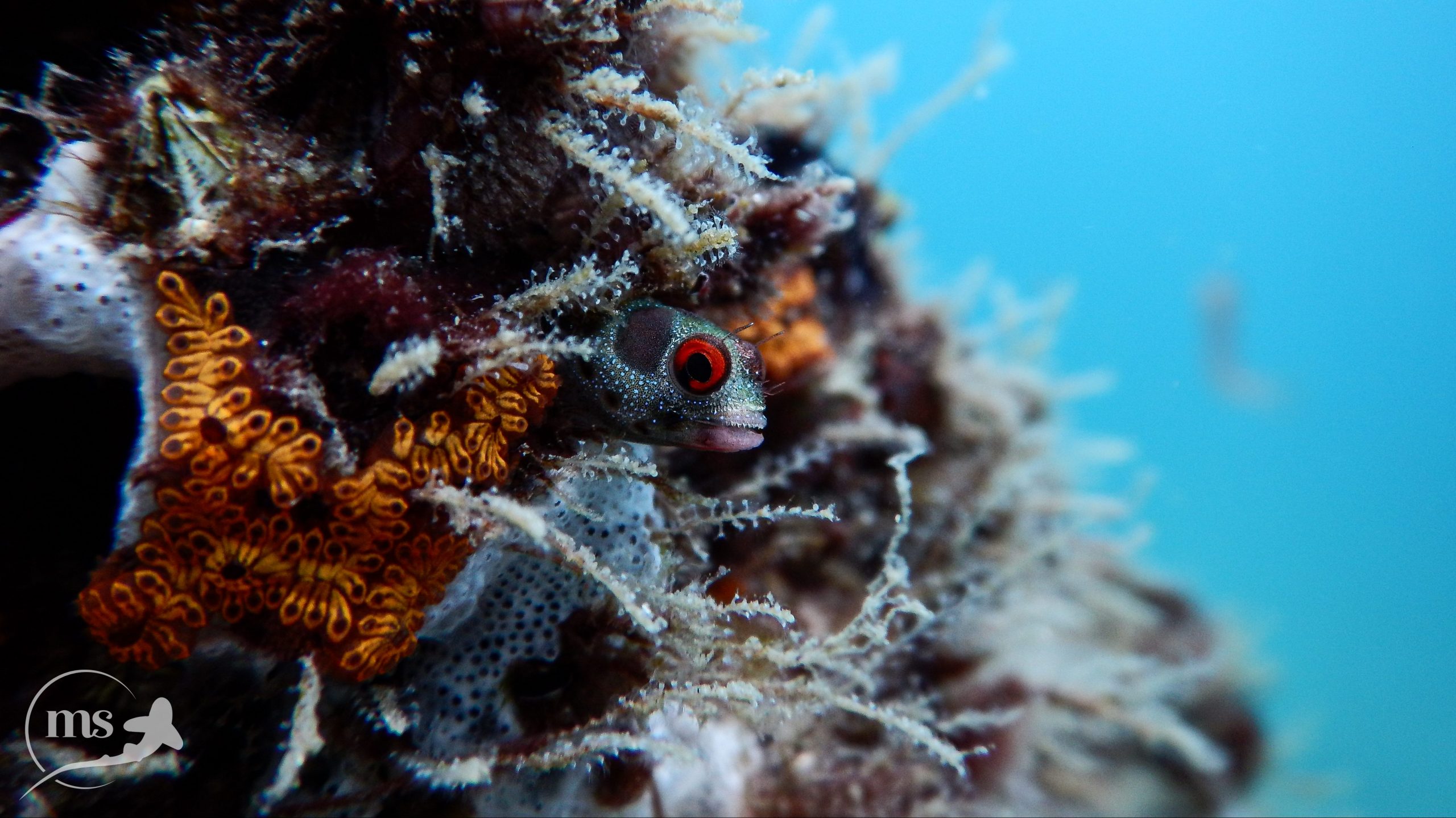 Blenny hiding in the coral reef