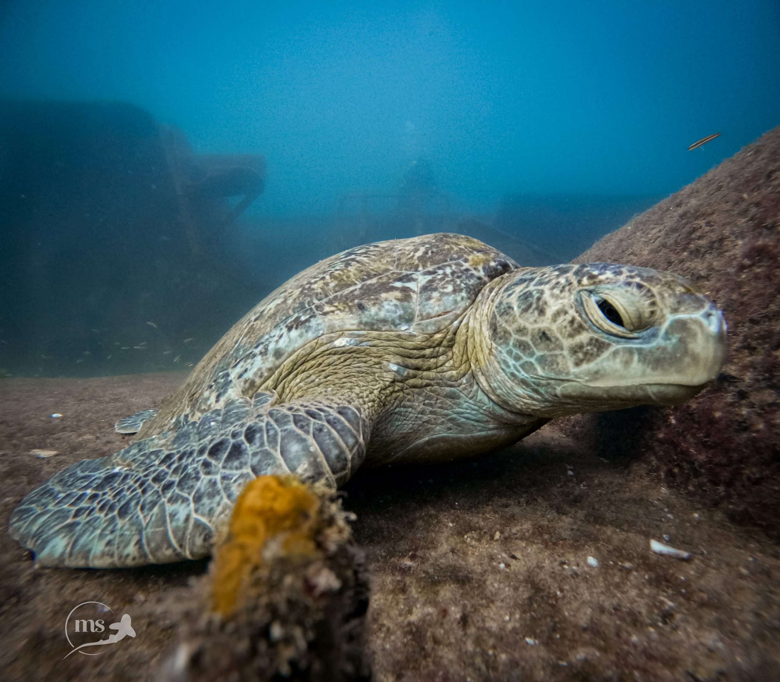 Green turtle laying on top of a ship wreck