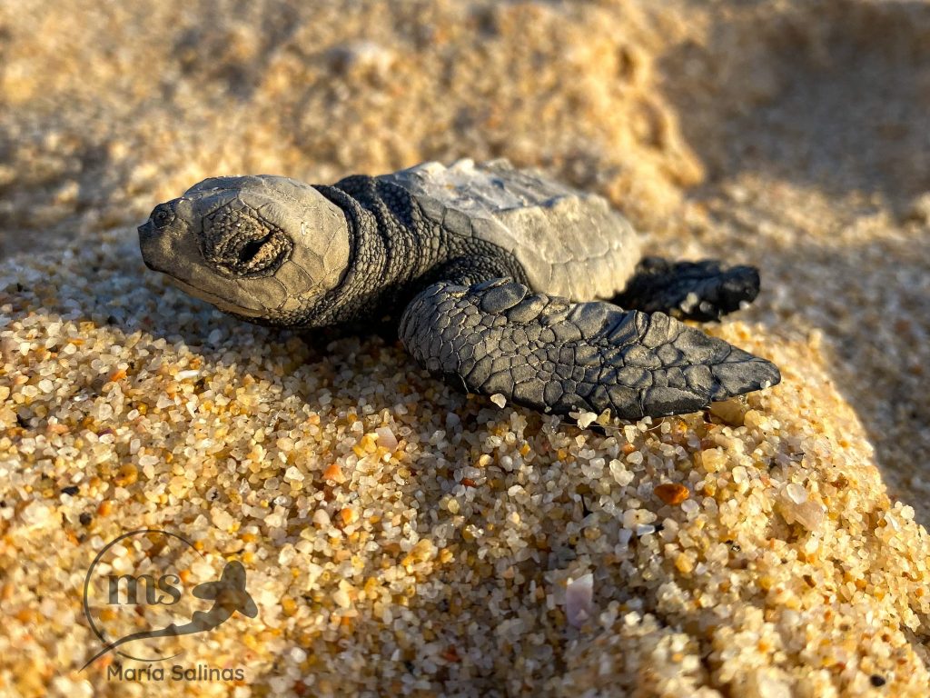 Olive ridley sea turtle hatchling on the beach