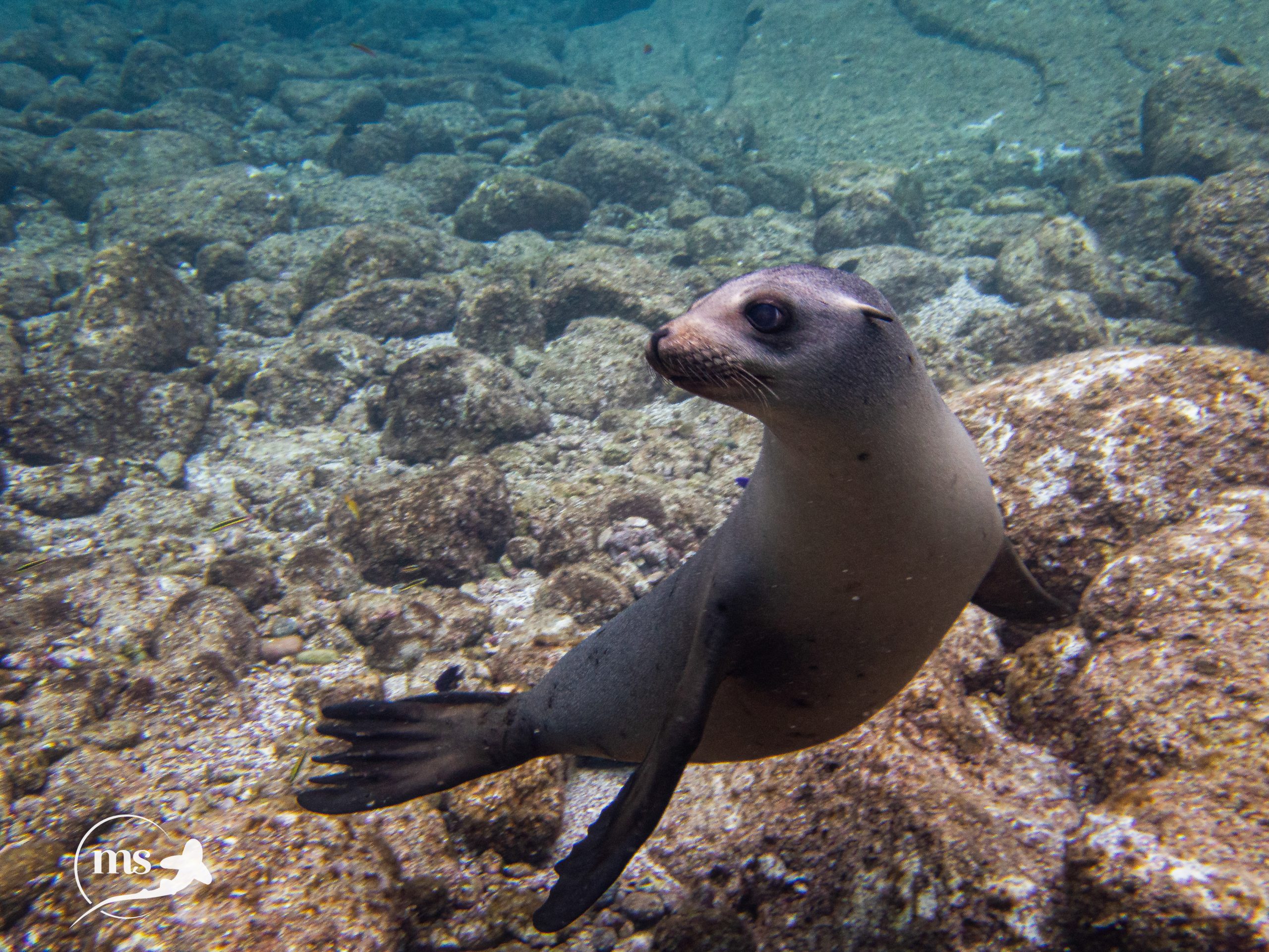 Baby sea lion underwater