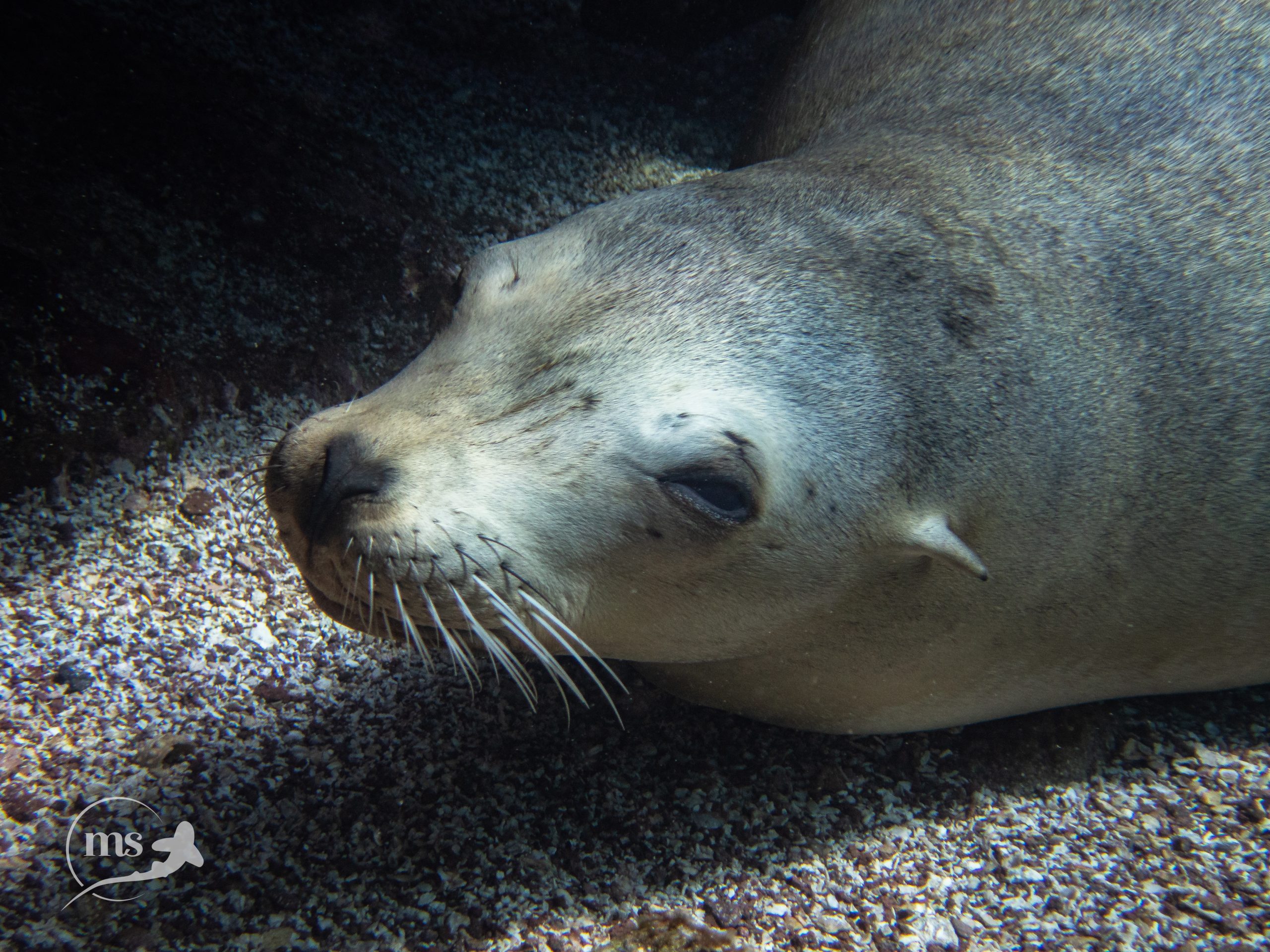 Female sea lion taking an underwater nap