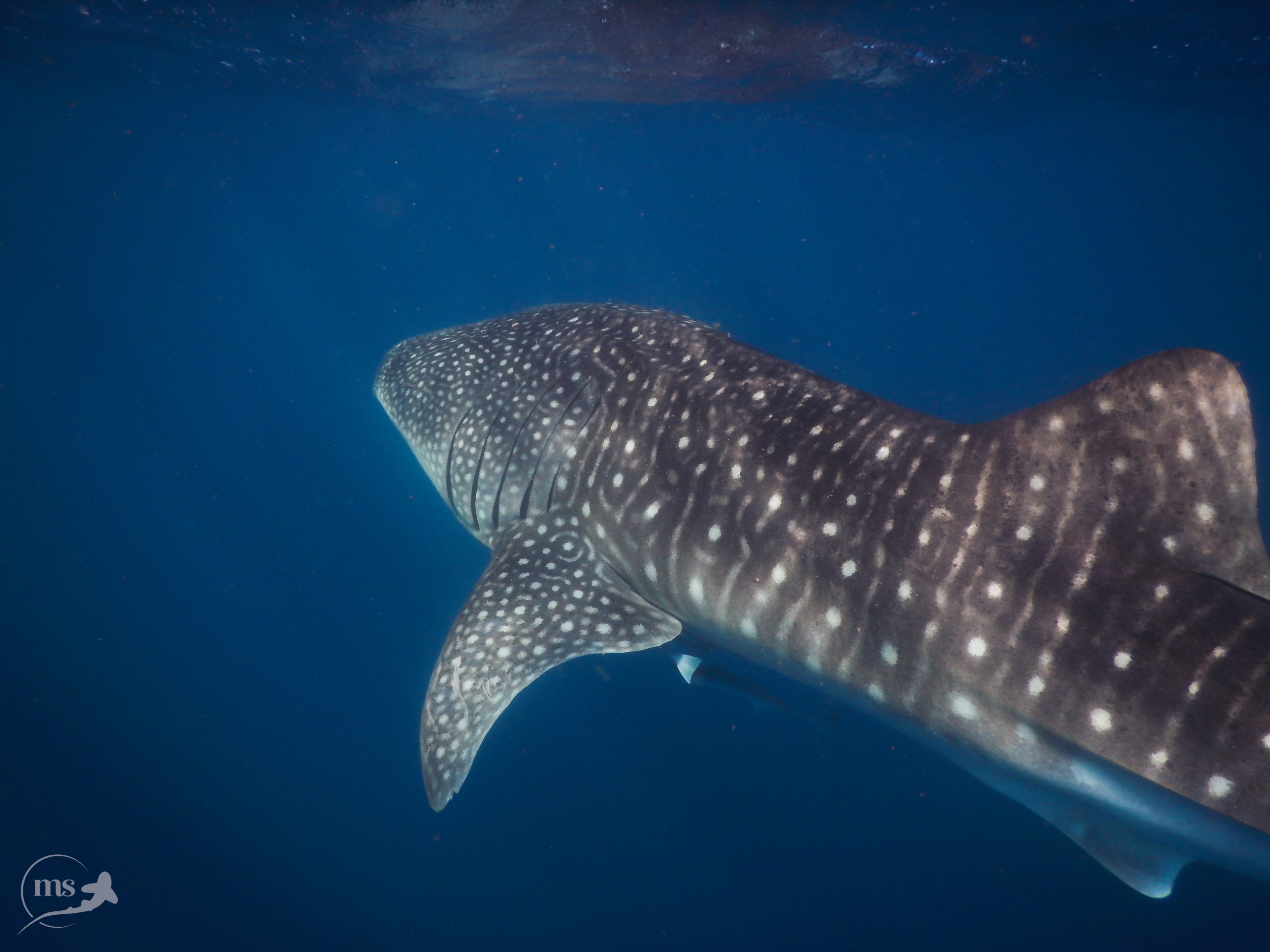 Whale shark, one of the most iconic sharks in the Baja California Peninsula