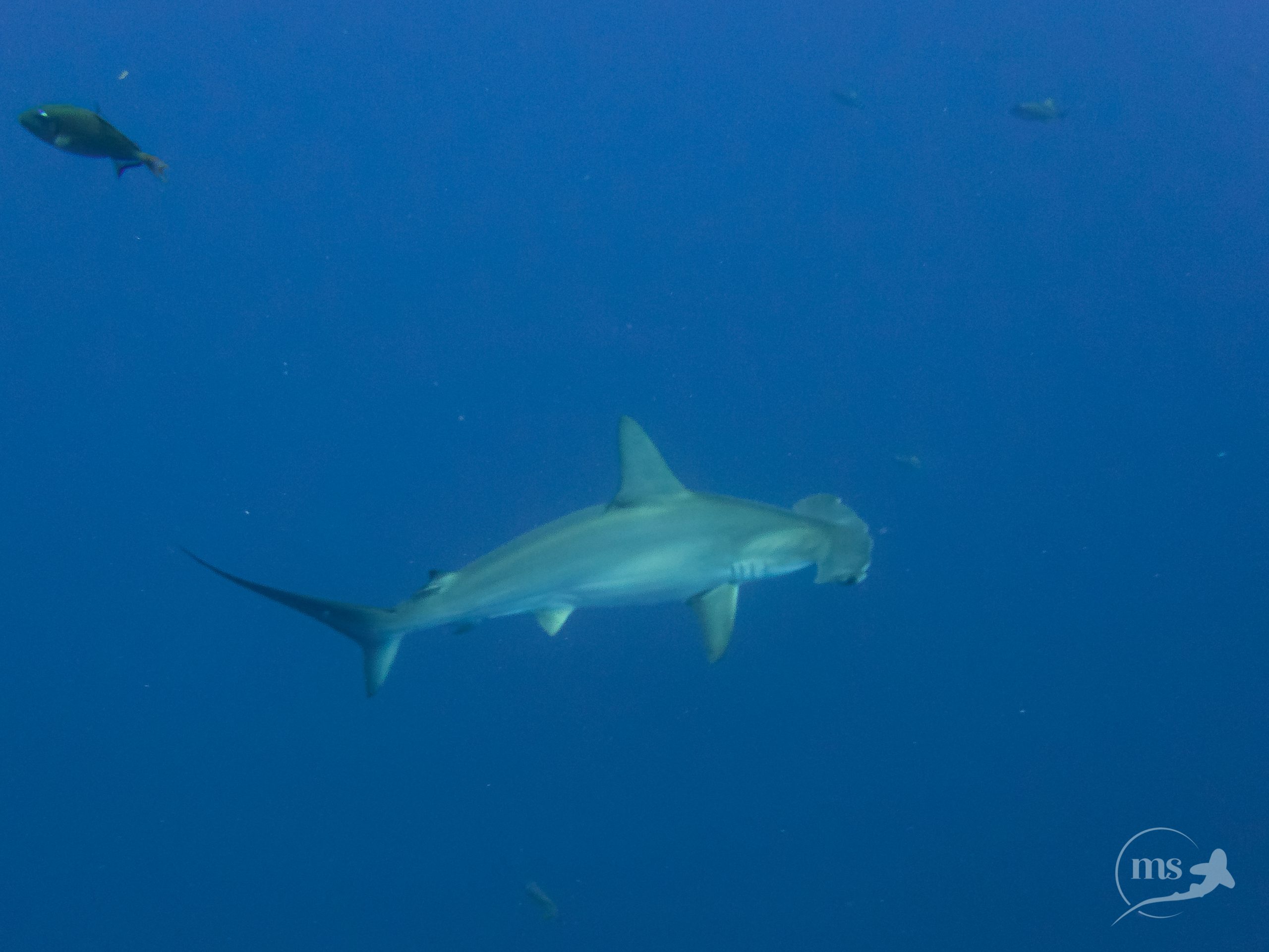 Hammerhead sharks are found in the Baja California Peninsula